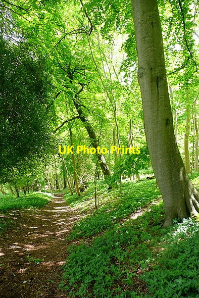 Photo 6"x4" Towards Hambleden valley Pheasant's Hill c2013