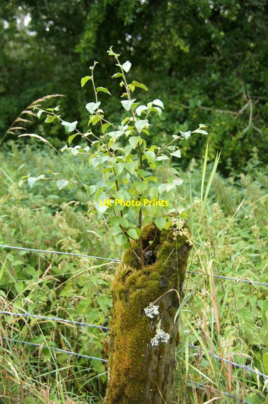 Photo 6"x4" Birch sapling growing in a fencepost, Monk Myre Coupar Angus c2013