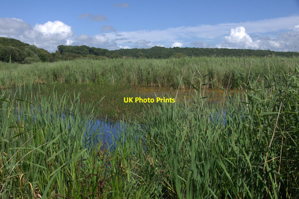 Photo 6"x4" Open area in the reedbeds at Leighton Moss Red Bridge c2013