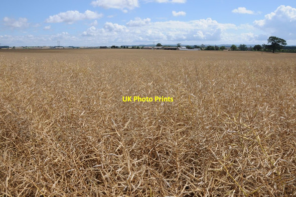 Photo 6"x4" Field of oil seed rape St Weonards c2013
