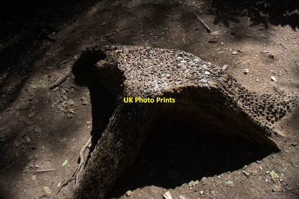 Photo 6"x4" Money tree, Portmeirion Porthmadog c2013