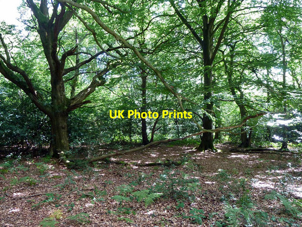 Photo 6"x4" Woodland, St. Leonard's Forest Coolhurst Wood\/TQ2029 c2013