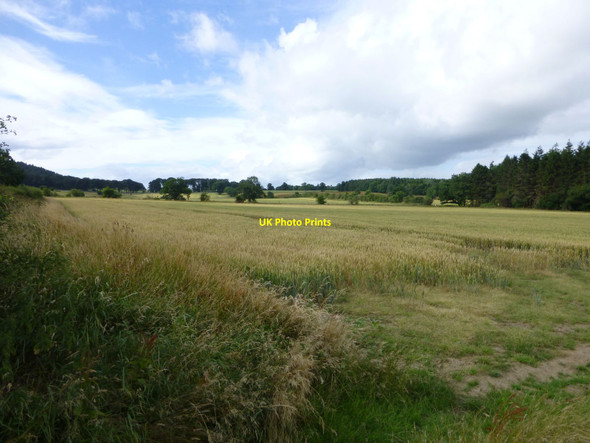 Photo 6"x4" Wheat field Whittingham c2013