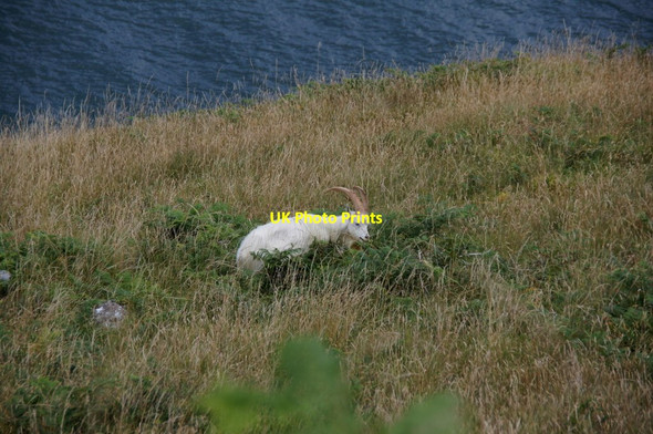 Photo 6"x4" Feral Kashmir goat, Marine Drive, Great Orme Llandudno c2013