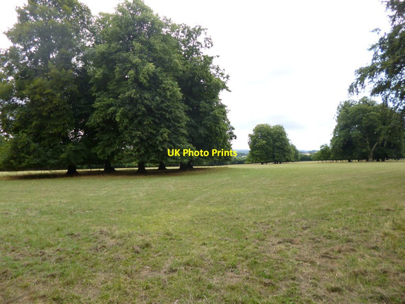 Photo 6"x4" Pitt, parkland Pitt\/SU4528 c2013