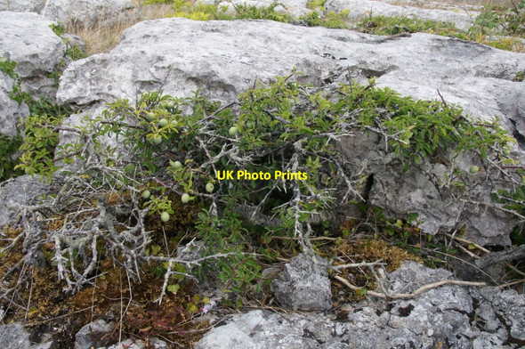 Photo 6"x4" Blackthorn (Prunus spinosa), limestone pavement, Great Orme Hornby Cave c2013