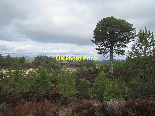 Photo 6"x4" Rothiemurchus Forest Coylumbridge c2013