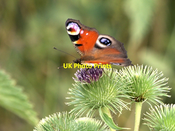 Photo 6"x4" Peacock Butterfly Dedham Heath c2013