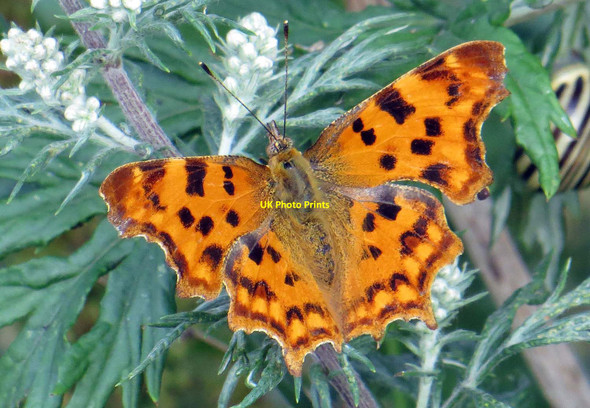 Photo 6"x4" Comma in Henwood Henwood\/SP4602 c2013