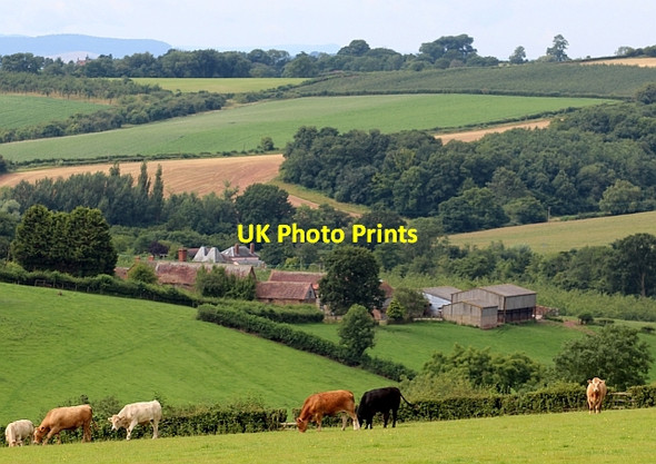 Photo 6"x4" The Dovehills, Bishops Frome, Herefordshire Acton Beauchamp c2013
