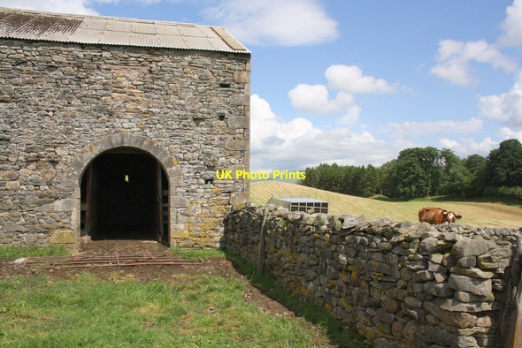 Photo 6"x4" Arched barn and cow near Gill Foot Farm Middleton\/SD6286 c2013