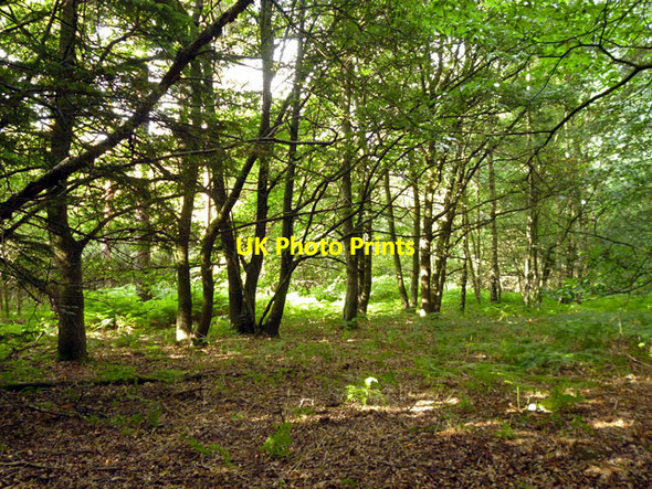 Photo 6"x4" Row of trees, Tilgate Forest Tilgate Forest Row c2013