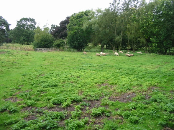 Photo 6"x4" The Elham Valley Way passes through a field of sheep Ottinge c2008