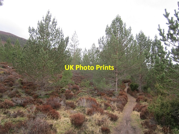 Photo 6"x4" The Bothy Path Feshiebridge c2013