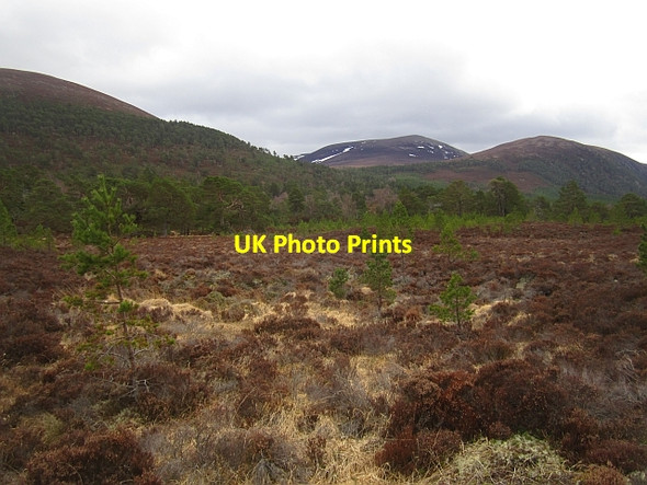 Photo 6"x4" Wetland, Allt Coire Follais Feshiebridge c2013