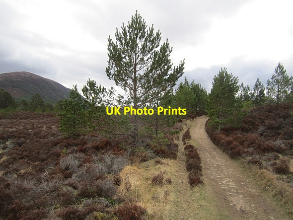 Photo 6"x4" An Inshriach track Feshiebridge c2013