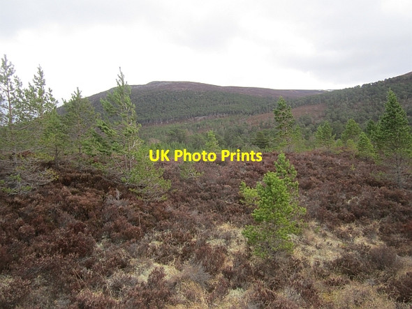 Photo 6"x4" Regenerating Inshriach Feshiebridge c2013