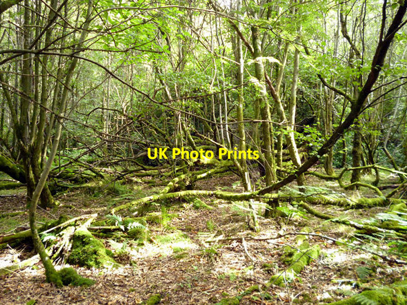 Photo 6"x4" Tangled woodland, Tilgate Forest Tilgate Forest Row c2013