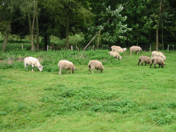 Photo 6"x4" Sheep grazing in field near Ottinge Ottinge c2008