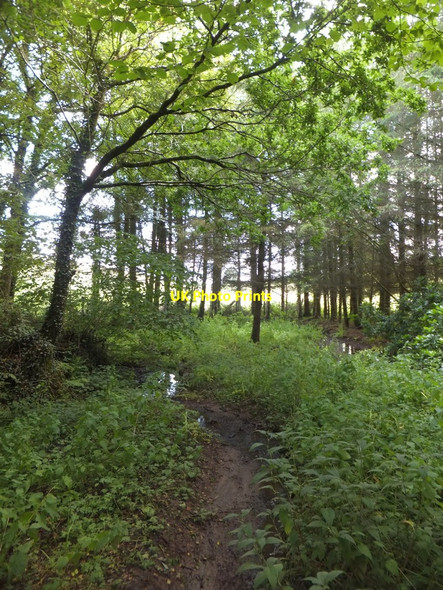 Photo 6"x4" Stream west of Chawleigh Chawleigh c2013