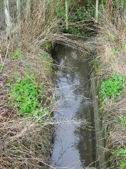 Photo 6"x4" The river Nailbourne in summer Ottinge c2008