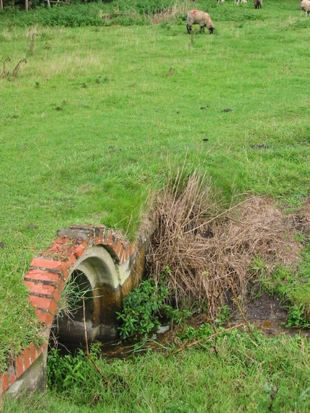 Photo 6"x4" The river Nailbourne as it passes under the Elham Valley Way Ottinge c2008