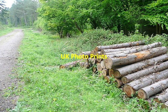 Photo 6"x4" Log pile in Homefield Wood Bockmer End c2013