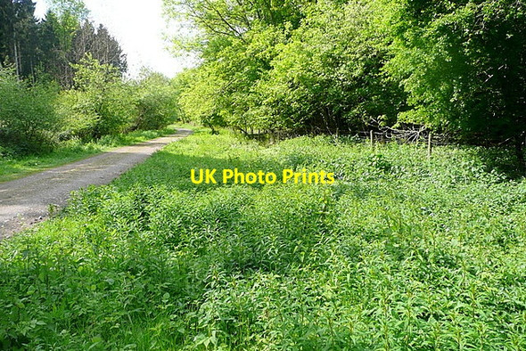Photo 6"x4" Track into Homefield Wood Bockmer End c2013