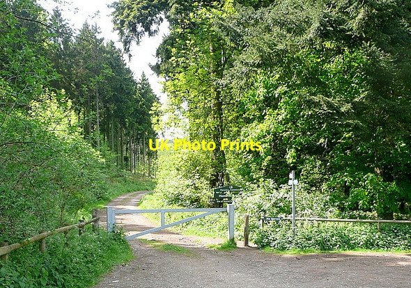 Photo 6"x4" Track into Homefield Wood Bockmer End c2013