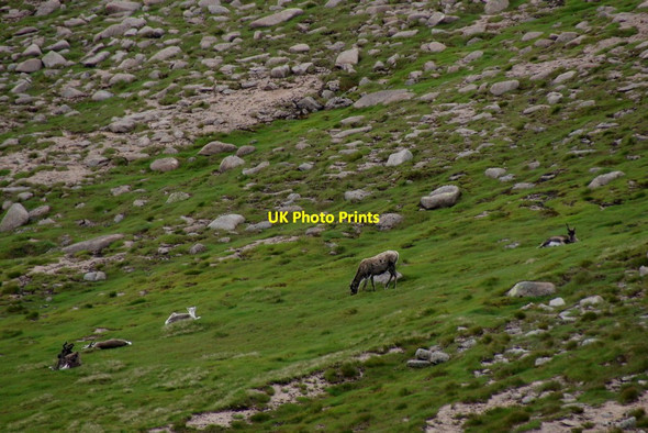 Photo 6"x4" Reindeer on the north slopes of Ben Macdui Allt a' Choire Mh\u00f2ir\/NN9899 c2013