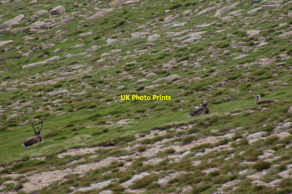 Photo 6"x4" Reindeer on the north slopes of Ben Macdui Allt a' Choire Mh\u00f2ir\/NN9899 c2013