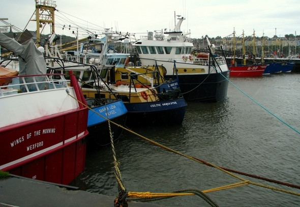 Photo 6"x4" Mussel dredgers at Bangor harbour Bangor\/J5081 c2008
