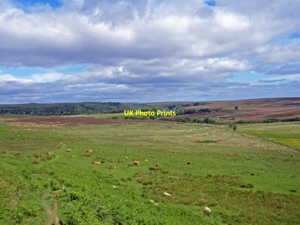Photo 6"x4" Levisham Moor View Gallows Dike c2013