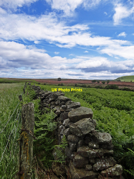 Photo 6"x4" View across to Saltergate Gallows Dike c2013