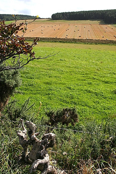 Photo 6"x4" Clean Hill Buckie\/NJ4165 c2008