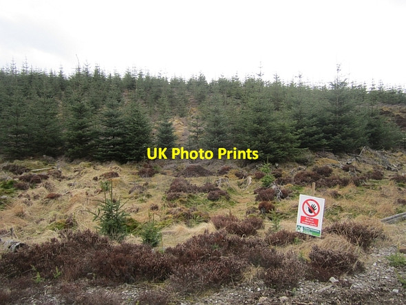 Photo 6"x4" Meall na h-Iolaire Allean Forest c2013