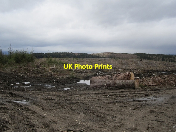 Photo 6"x4" Felled area, Allean Forest Allean Forest c2013 P1