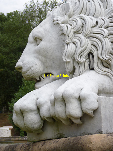 Photo 6"x4" Lion portrait - 1 Harlaxton c2013