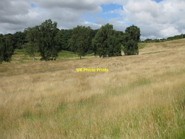 Photo 6"x4" Rex Wood Crambeck c2013