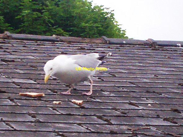 Photo 6"x4" Friendly Seagull, Llanteg Llanteg c2013 P1