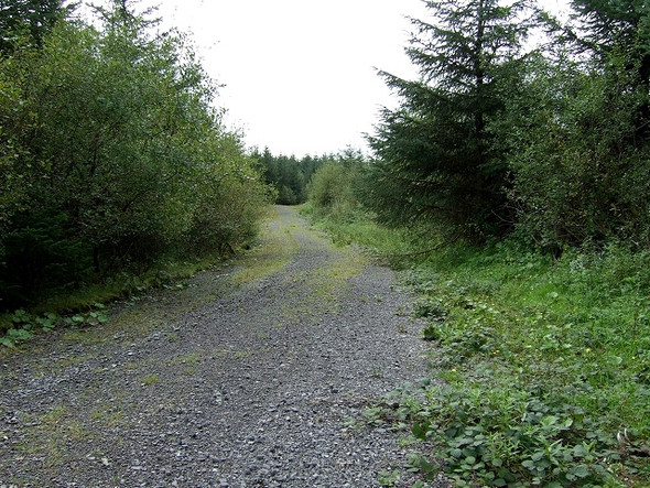 Photo 6"x4" Crynant Forestry Walk Crynant\/Creunant\/SN7905 c2008