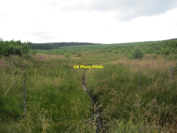 Photo 6"x4" Foulbog Sike, Spadeadam Forest Foulbog Sike c2013