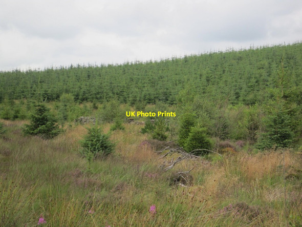 Photo 6"x4" Ruined Sheepfold and Plantation, Spadeadam Forest Breakshaw Hill c2013