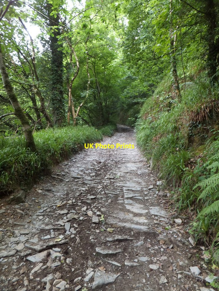 Photo 6"x4" A well surfaced section of the track through Whittacliffe Wood Lopwell c2013