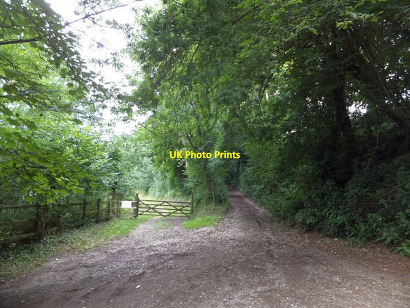 Photo 6"x4" Tracks into Hallowell Wood Lopwell c2013