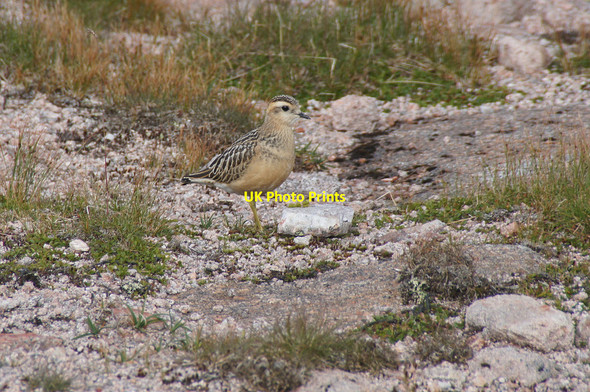 Photo 6"x4" Dotterel (Charadrius morinella), west of Cairn Gorm Coire an t-Sneachda\/NH9903 c2013