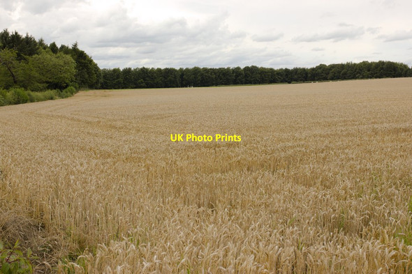 Photo 6"x4" Field of Wheat, Alwoodley Gates Alwoodley Gates c2013