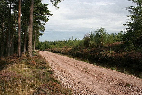 Photo 6"x4" Monaughty Forest Califer c2008