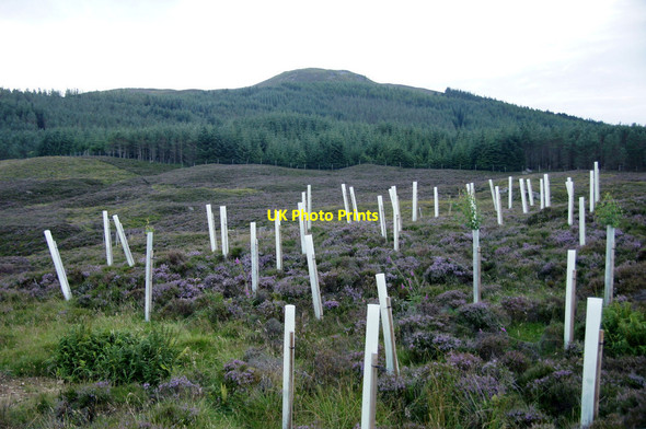 Photo 6"x4" Tree planting along the Alrick Burn near Brewlands Brewlands Bridge c2013