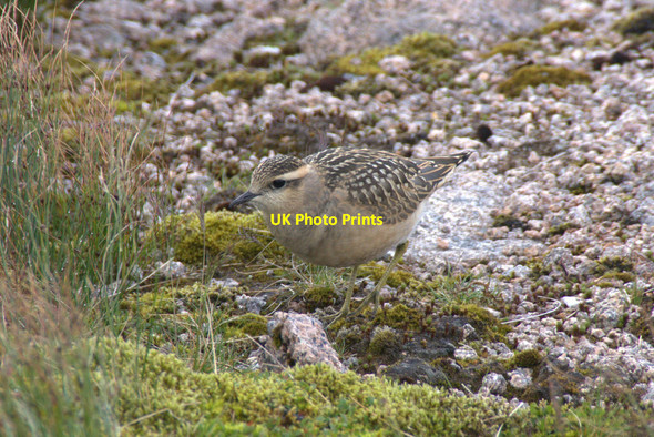 Photo 6"x4" Dotterel (Charadrius morinella) on the east slopes of Cairn Gorm Cairn Gorm c2013